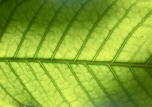 Μια Φωτογραφία Ενός Πράσινου Φύλλου Ένα Μικρό Έντομο Πάνω Του — Φωτογραφία Αρχείου