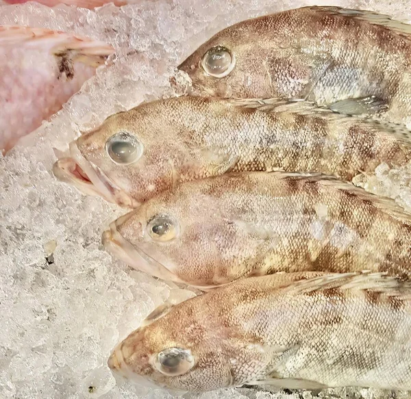 Fotografia Gromady Ryb Siedzących Szczycie Lodu Izopody Ryb Lodzie Straganie — Zdjęcie stockowe