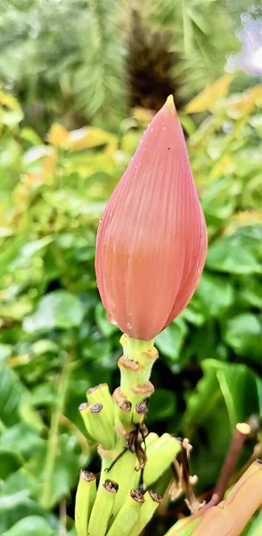 Uma Fotografia Uma Flor Rosa Brotando Uma Bananeira Planta Banana — Fotografia de Stock