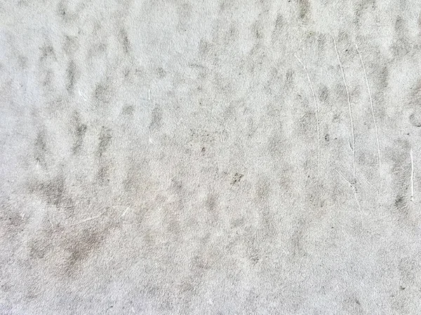 Фотографія Білої Стіни Чорно Білим Зображенням Собаки Позначки Кліща Піску — стокове фото