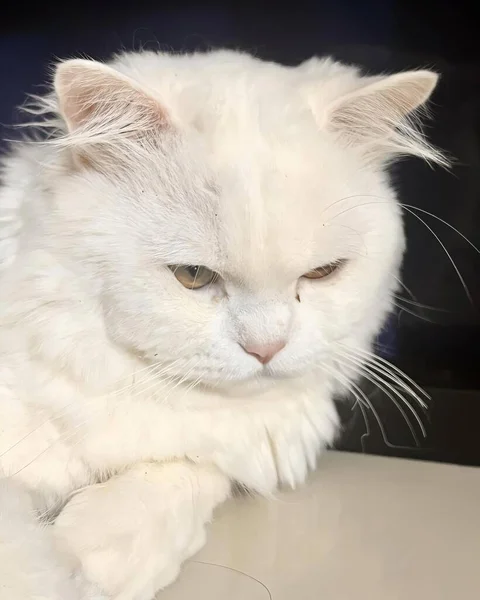Μια Φωτογραφία Μιας Λευκής Γάτας Λυπημένο Βλέμμα Στο Πρόσωπό Της — Φωτογραφία Αρχείου
