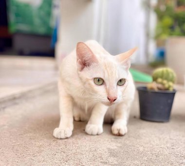 Yerde saksı bitkisinin yanında duran beyaz bir kedinin fotoğrafı..