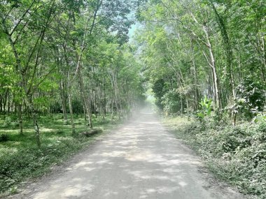 Ağaçlar ve çalılarla çevrili bir toprak yolun fotoğrafçılığı. Ağaçlardan labirent ve toprak yolu olan bir ormanda toprak yol..