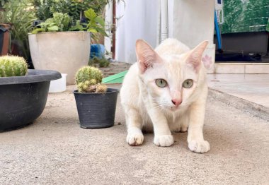 Yerde kaktüsün yanında duran bir kedinin fotoğrafı..