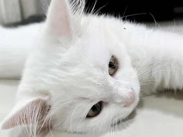 a photography of a white cat laying on a table with its head on the table, catamount of a white cat laying on a white surface.
