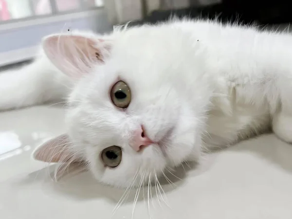 a photography of a white cat laying on a table with its eyes open, persian cat laying on a white table with its eyes open.