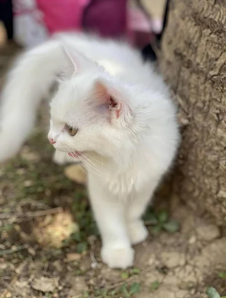 木の隣に立っている白い猫の写真 木の幹の隣に立っている白い毛皮を持つペルシャの猫 — ストック写真