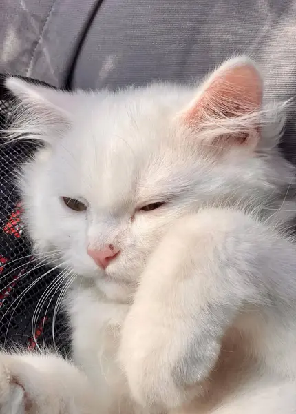 Фотографія Білої Кішки Лежить Чорній Сумці Перська Кішка Лежить Дивані — стокове фото