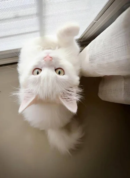 Kameraya Bakan Beyaz Bir Kedi Angora Tavşanı Bir Pencerenin Altından — Stok fotoğraf