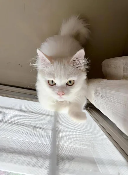 Eine Fotografie Einer Weißen Katze Blickt Die Kamera Fensterscheibe Mit — Stockfoto