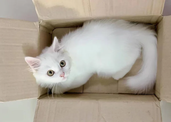 Bir Karton Kutuda Oturan Beyaz Bir Kedinin Fotoğrafı Karton Bir — Stok fotoğraf