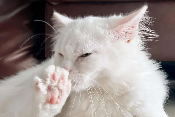 地面に白い猫 ソファに座っている白い毛皮とピンクの足を持つペルシャの猫の写真 — ストック写真