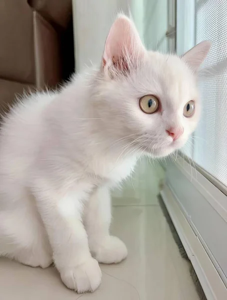 窓の外に座っている白い猫の写真 エジプトの猫が窓の外を見ていると — ストック写真