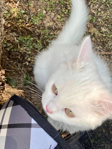 Una Fotografía Gato Blanco Está Mirando Cámara Conejo Angora Mirando —  Fotos de Stock