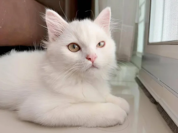 窓に横たわる白い猫の写真 エジプトの猫がカメラを見ながら床に横たわっています — ストック写真
