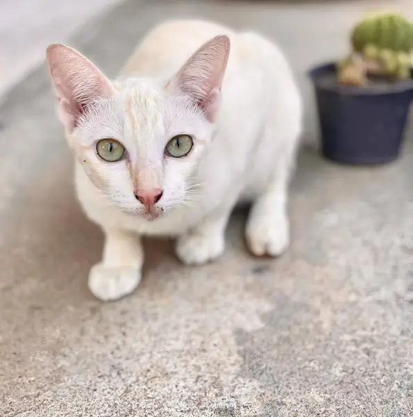 コンクリートの床に立っている白い猫の写真です — ストック写真