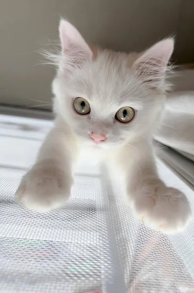 一只蓝眼睛的白猫躺在床上 一只蓝眼睛的波斯猫躺在床上 — 图库照片