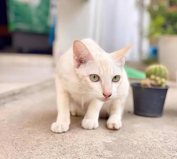 植物の隣の地面に立っている白い猫の写真 — ストック写真
