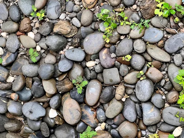 Фотография Горных Пород Растений Растущих Каменная Стена Растущими Маленькими Растениями — стоковое фото