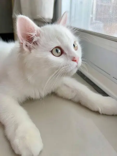 一只白色的猫躺在窗台上的照片 一只埃及猫躺在地板上向窗外看 — 图库照片