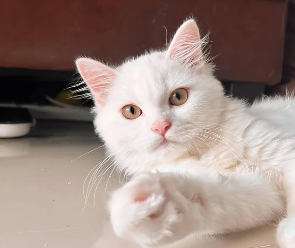 Fotografi Seekor Kucing Putih Tergeletak Lantai Dengan Cakarnya Lantai — Stok Foto
