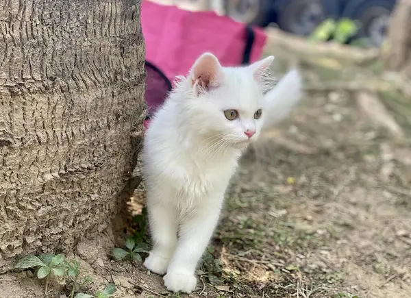 서있는 고양이의 공원에서 페르시아 고양이 — 스톡 사진