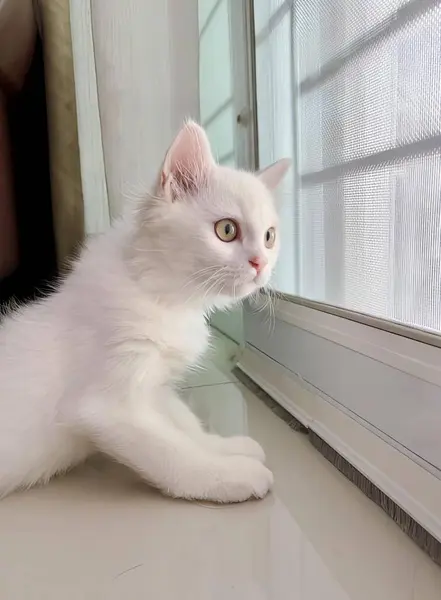 窓から見下ろす窓に座っている白い猫の写真 窓の外に座っているエジプトの猫 — ストック写真
