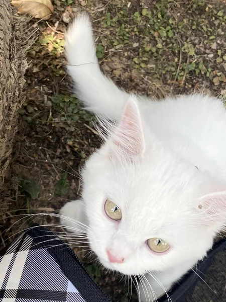 Una Fotografía Gato Blanco Está Sentado Una Maleta Gato Egipcio —  Fotos de Stock