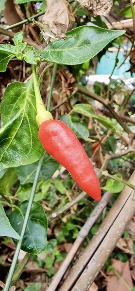 Φωτογραφία Κόκκινου Πιπεριού Τσίλι Που Φυτρώνει Φυτό Πιπεριά Κόκκινες Και — Φωτογραφία Αρχείου