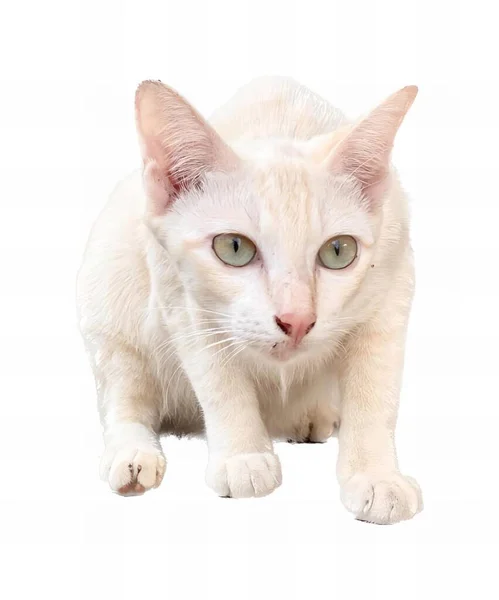 Fotografi Kucing Putih Dengan Mata Hijau Pada Latar Belakang Putih — Stok Foto