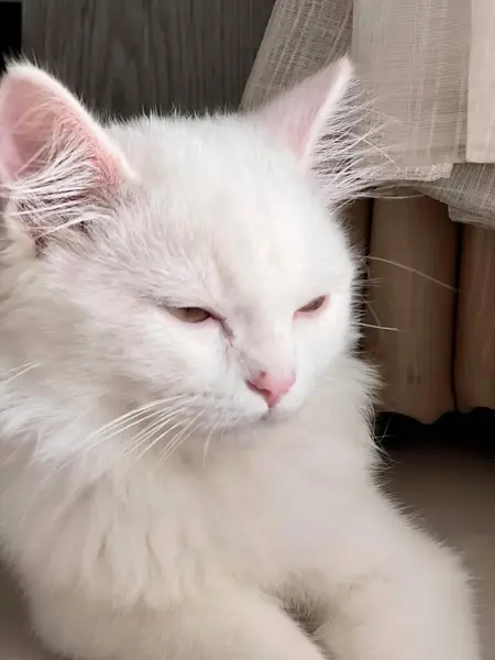 Una Fotografía Gato Blanco Tendido Suelo Junto Una Cortina Gato — Foto de Stock