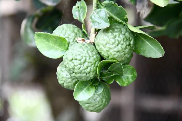 Una Fotografia Mazzo Frutta Verde Appesa Albero Crema Pasticcera Mela — Foto Stock
