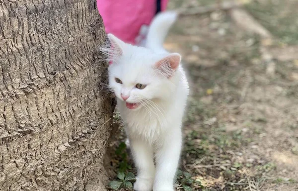 一只白色的猫站在一棵树旁的照片 一只埃及猫 舌头从树干后面伸出来 — 图库照片