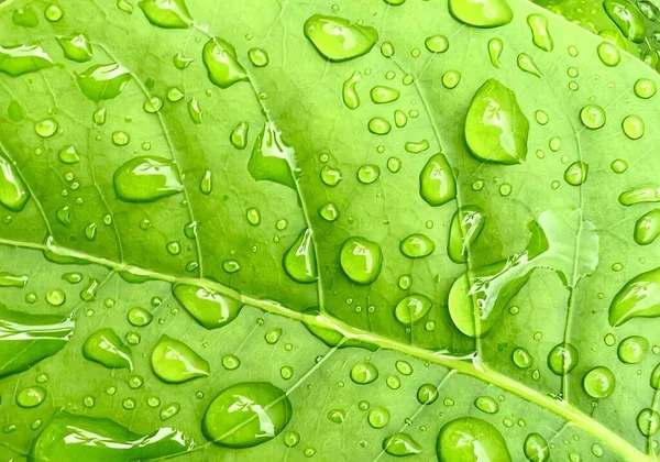 Fotografia Zielonego Liścia Kroplami Wody Nim Chrysomelidyczne Krople Wody Liściu — Zdjęcie stockowe