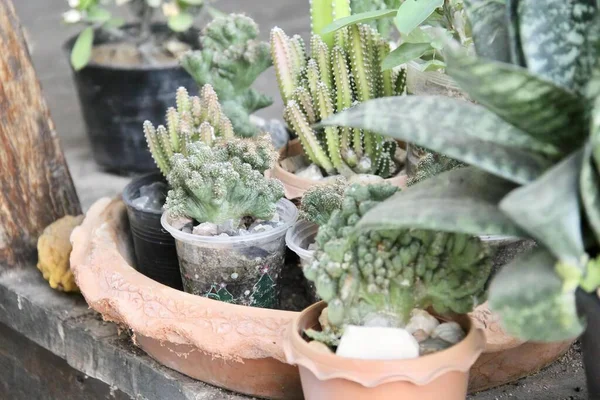 Photography Variety Cactus Plants Pots Ledge Flowerpots Various Plants Sitting — Stock Photo, Image