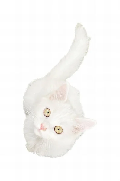 Beyaz Bir Kedinin Fotoğrafı Sarı Gözlü Sırt Üstü Uzanmış Başı — Stok fotoğraf