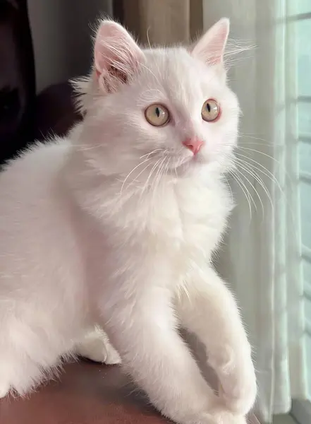 Una Fotografía Gato Blanco Sentado Una Mesa Mirando Cámara Gato —  Fotos de Stock