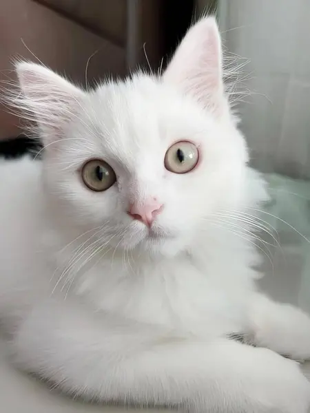 一只白色的猫躺在柜台顶上的照片 一只波斯的猫躺在柜台上 用绿色的眼睛看着相机 — 图库照片