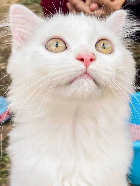 a photography of a white cat with a person in the background, persian cat with yellow eyes and long whiskers looking up.