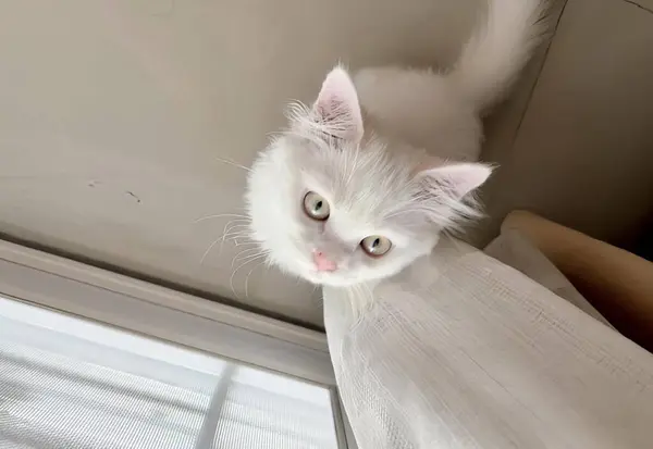 Fotografia Białego Kota Spogląda Górę Kamery Egipski Kot Spogląda Górę — Zdjęcie stockowe