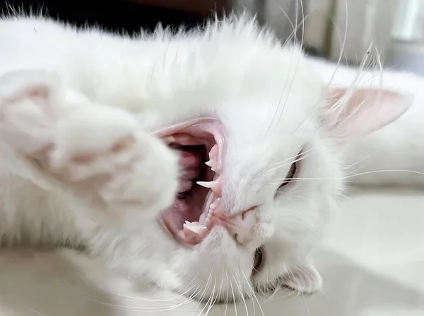 a photography of a white cat yawning with its mouth open, wash - hand basin with white cat with open mouth and teeth.