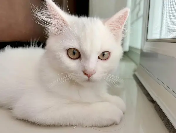 一只白色的猫躺在窗台上的照片 一只埃及的猫躺在窗台上看着摄像机 — 图库照片