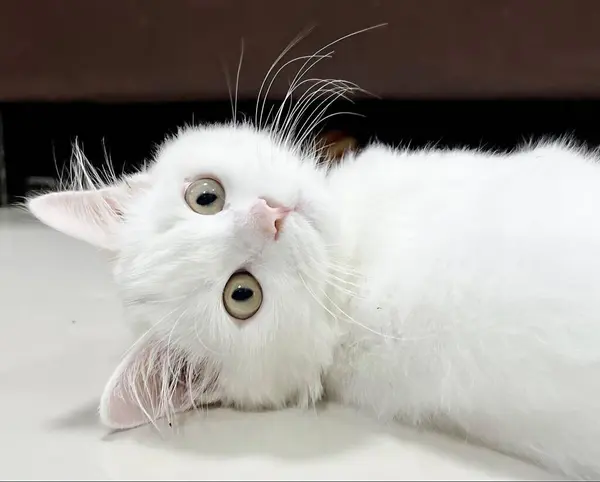 Fotografie Bílé Kočky Ležící Stole Hlavou Stole — Stock fotografie