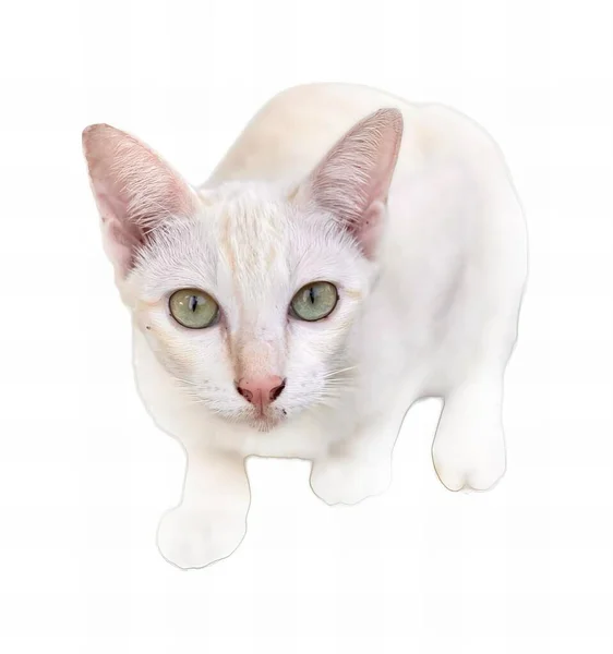 Фотография Белой Кошки Зелеными Глазами Стоящей Белой Поверхности Египетской Кошки — стоковое фото