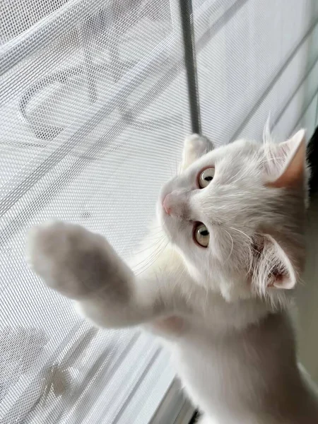 Beyaz Bir Kedi Pencereye Uzanıyor Beyaz Kedi Bir Şey Yakalamak — Stok fotoğraf