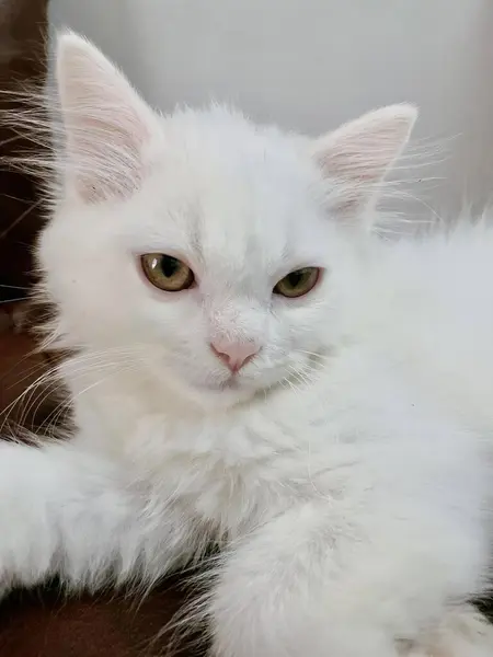 Фотография Белой Кошки Лежащей Диване Лапой Подушке — стоковое фото