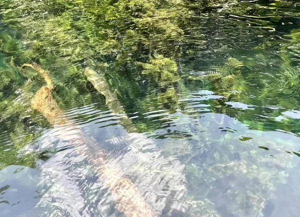 a photography of a fish swimming in a clear, clear water, alligator mississipiensis swimming in a clear, clear pond.