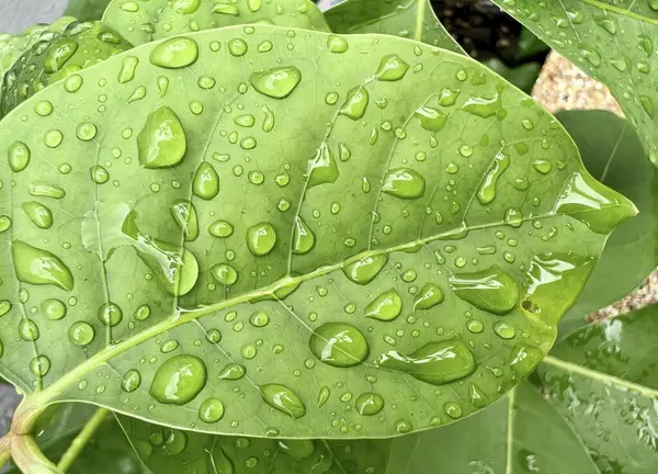 Fotografie Eines Grünen Blattes Mit Wassertropfen Darauf Blumentopf Mit Wassertropfen — Stockfoto