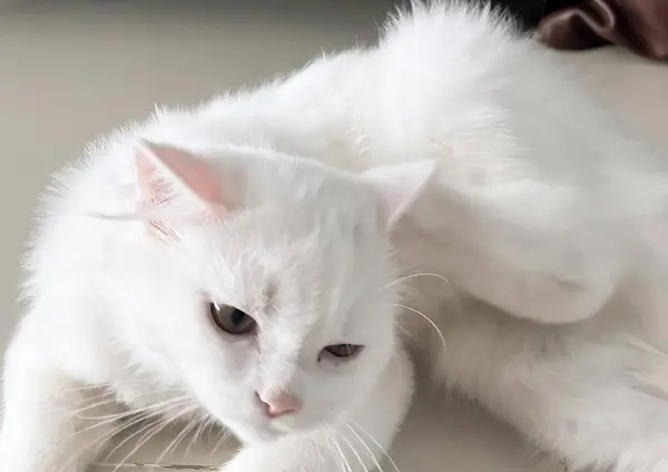 Фотография Белой Кошки Лежащей Диване Лапами Подушке — стоковое фото