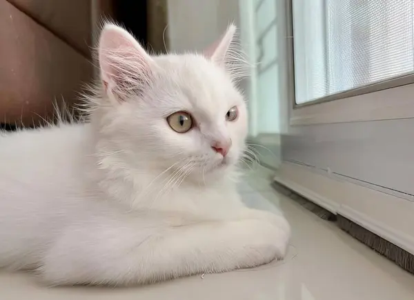 一只白色的猫躺在窗台上的照片 一只波斯猫躺在地板上向窗外看 — 图库照片